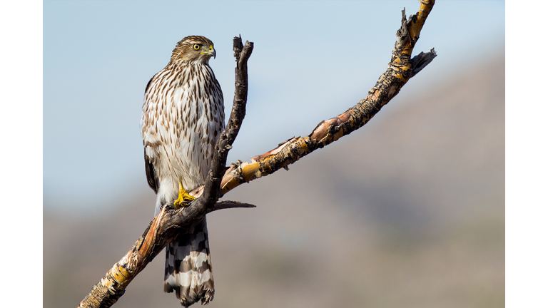 Coopers Hawk