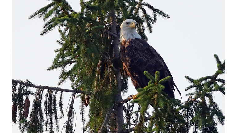 Eagles on Long Island