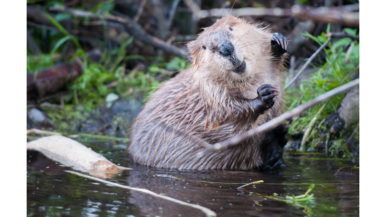 Beaver