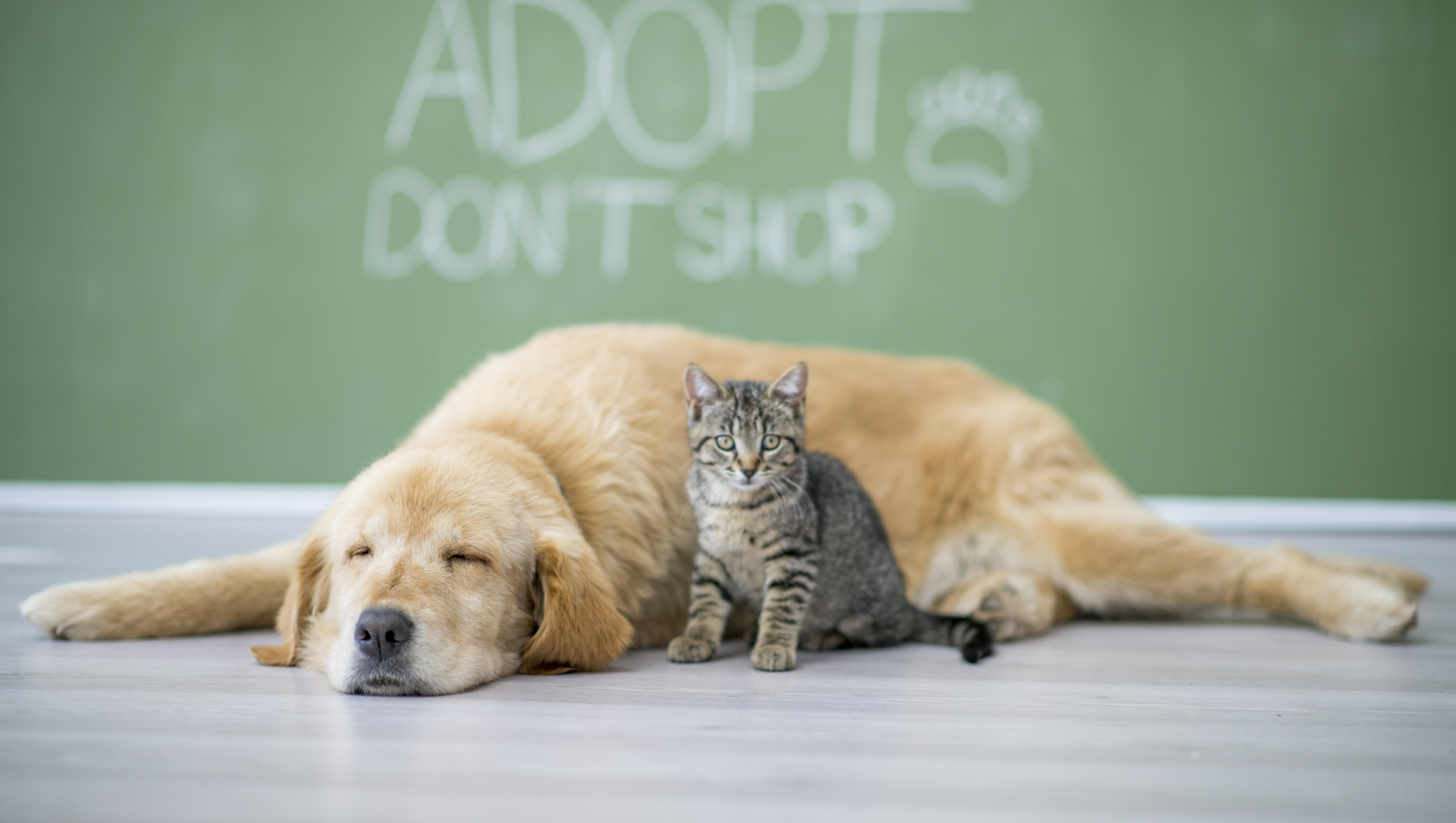 Paws What You're Doing... July Is The Purr-fect Time To Adopt A Pet 🐾💙