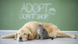 Find Your New Best Friend: Adopt or Foster a Pup with LA Animal Services 🐾