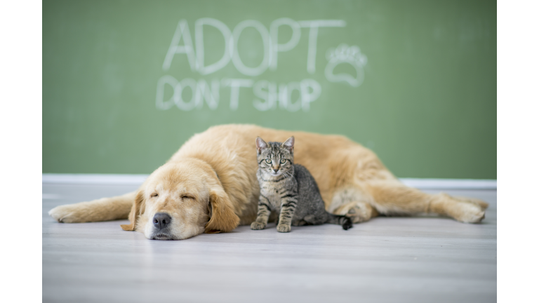 Dog And Kitten Together