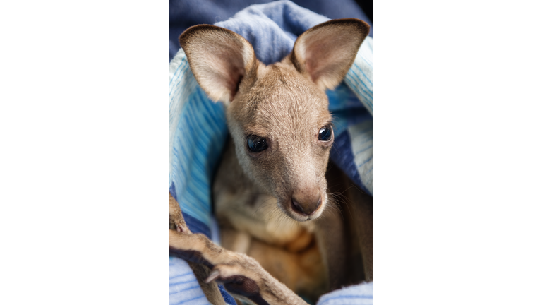 Rescued Joey