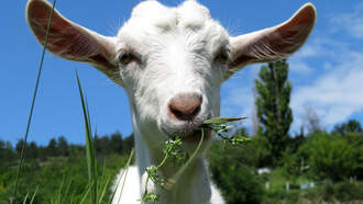 Bodycam Records Moment Cops Realize Yells Of Help Are A Goat!