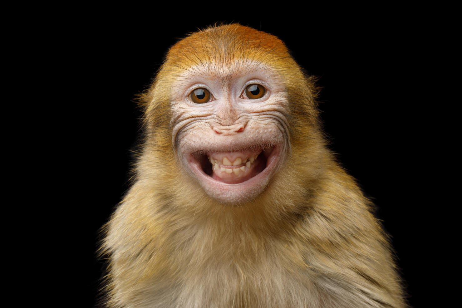 Barbary Macaque