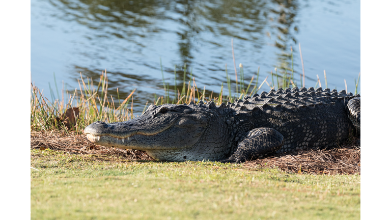 Very large American Alligator mississippiensis