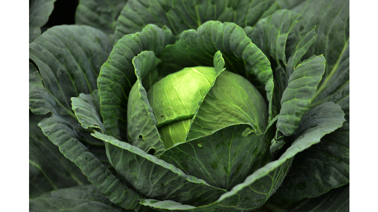 HONDURAS-CABBAGE-PLANTATION