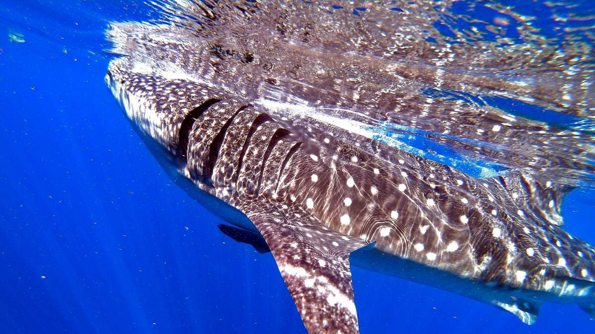 Man thought he was gonna be eaten by Whale Shark | C101 | Rex in the ...