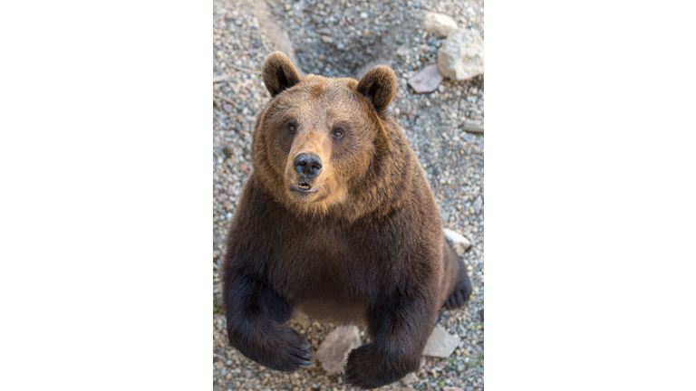 GERMANY-ANIMALS-BROWN-BEARS