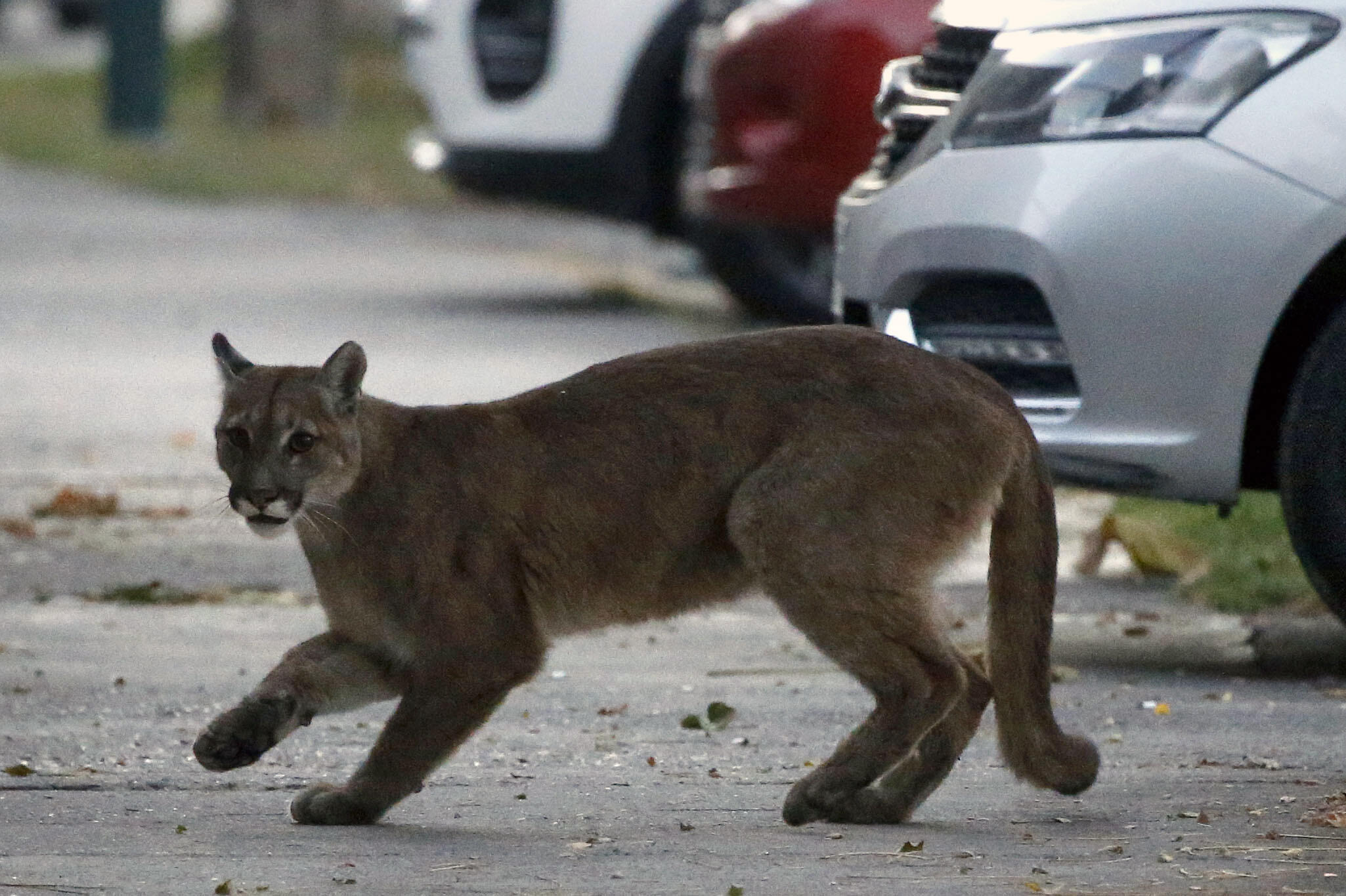 Colorado Man Fights Off Mountain Lion That Attacked His Dog | iHeartRadio