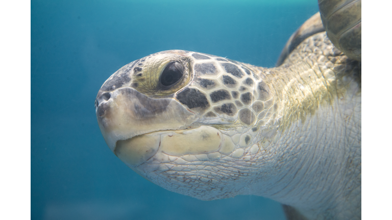 Kemp's ridley sea turtle