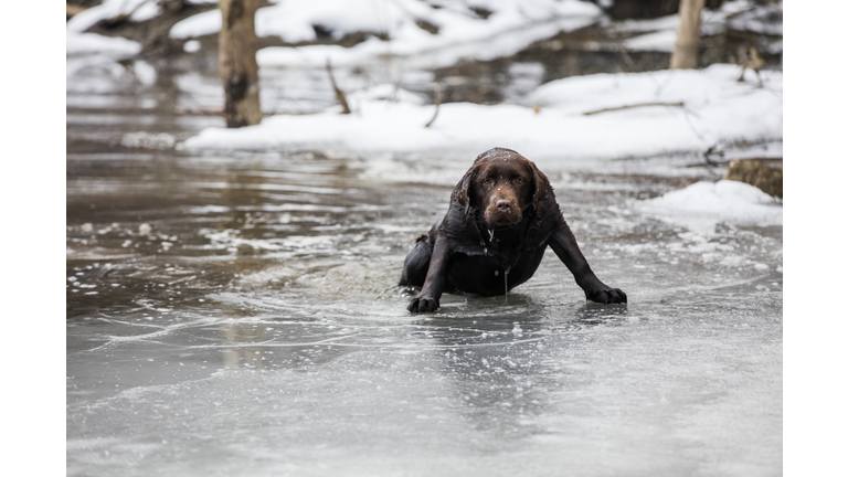 Portrait of wet Labrador retriever on frozen lake