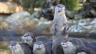 Otter Athletes are Highly Underrated