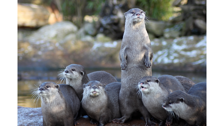 Close-Up Portrait Of Otters