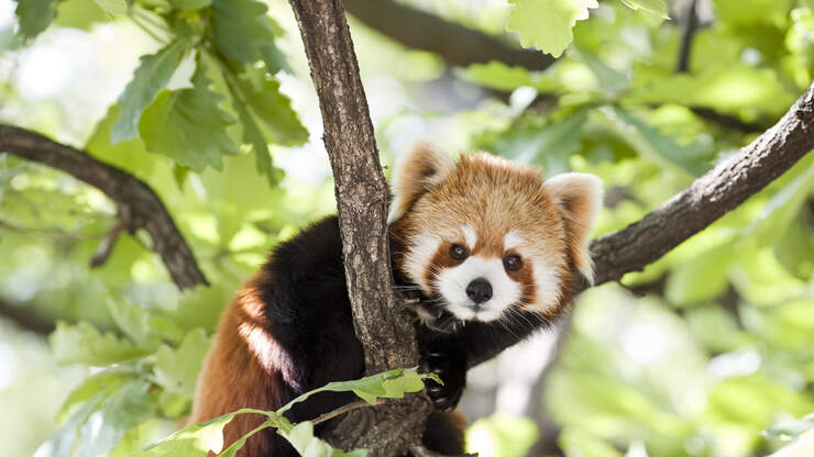 Watch The Red Panda's At The Oregon Zoo | B101 | Tracy Lynn