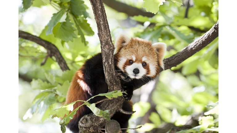 Red panda in a tree looking at the camera