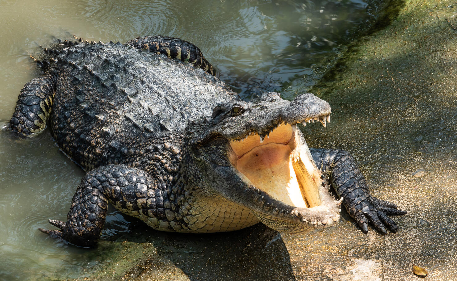 Nile Crocodiles Appear in Florida Waters