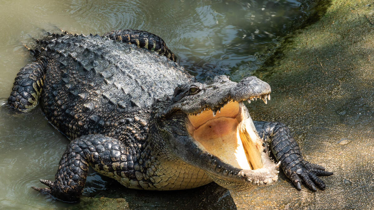 WATCH: Florida Woman Gets Close To Rare Crocodile In National Park |  NewsRadio WIOD