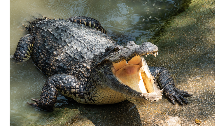 Crocodile in the swamp