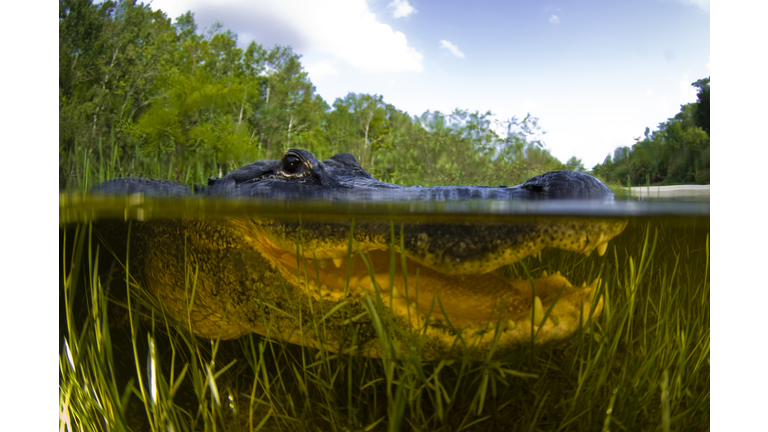 A closeup of an alligator under water