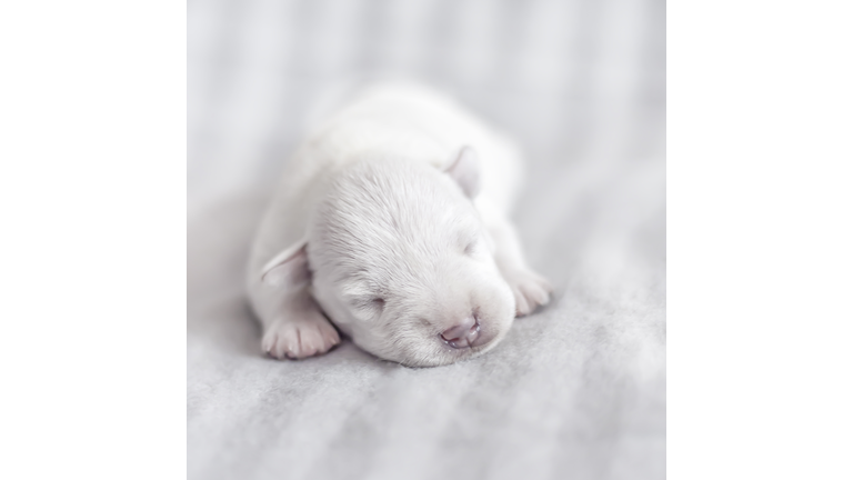 Sleeping white newborn puppy. Newborn puppy on a light background