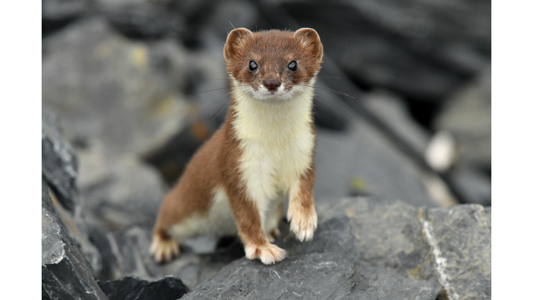 Short tailed Weasel - Ermine
