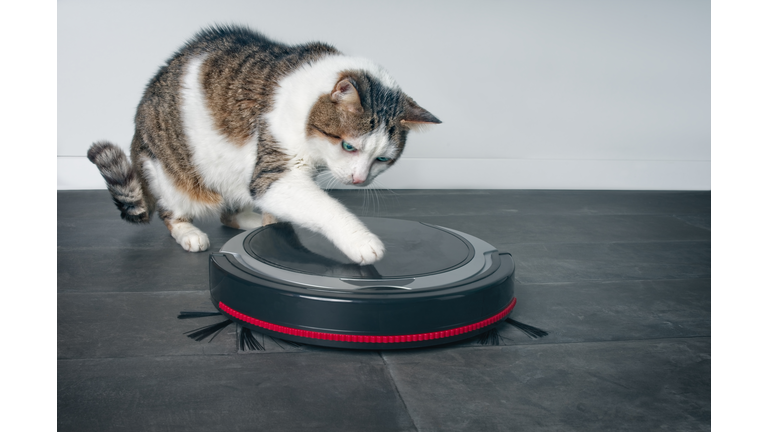 Funny tabby cat playing with a robot vacuum cleaner.