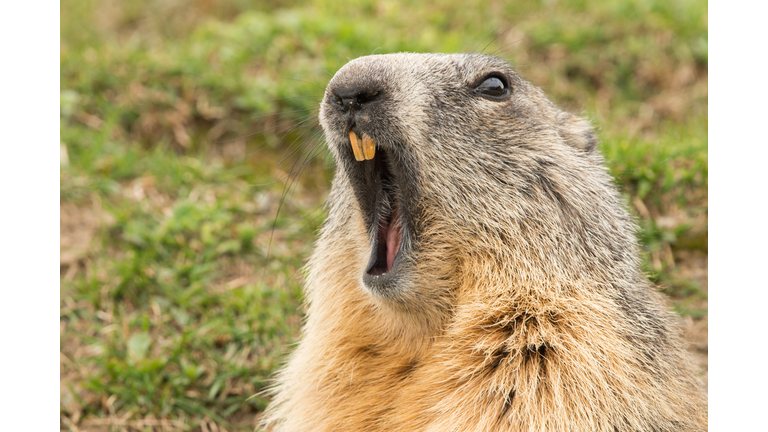 ground hog marmot day portrait