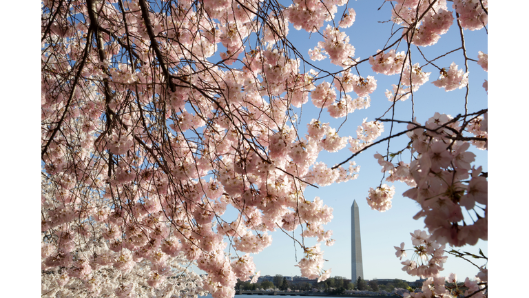 Peak Bloom Hits During National Cherry Blossom Festival in Washington DC