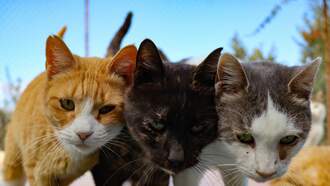 Today's Weird Holiday Observance Mar 2, 2021