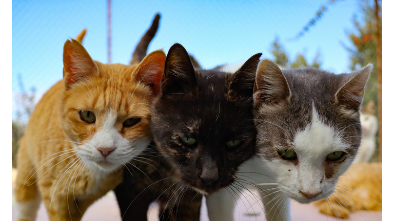 CYPRUS-ANIMAL-CATS