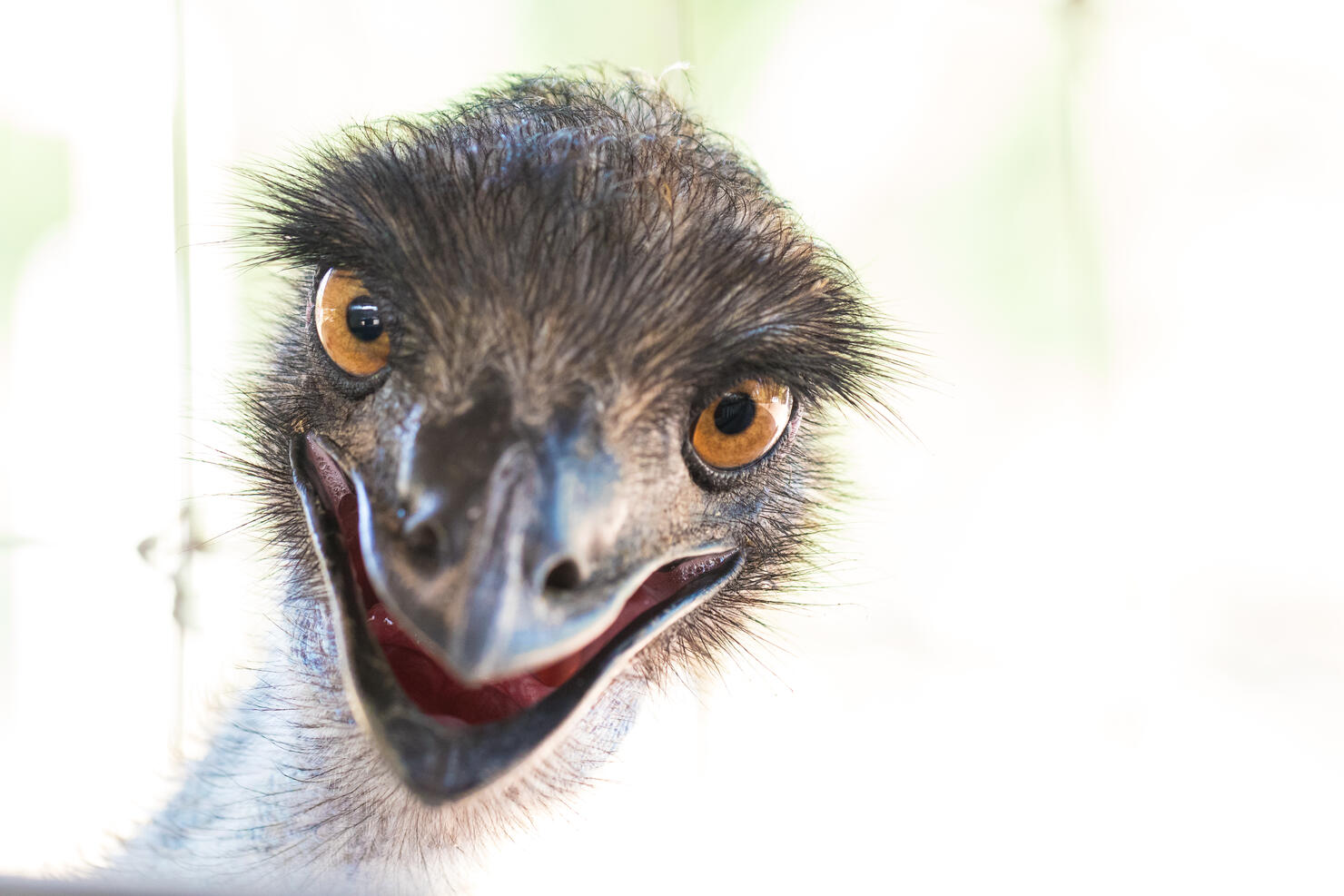 Emu chick