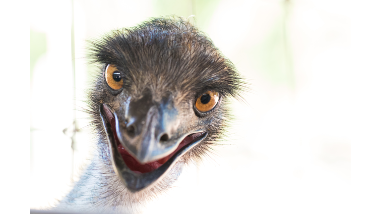 Emu chick