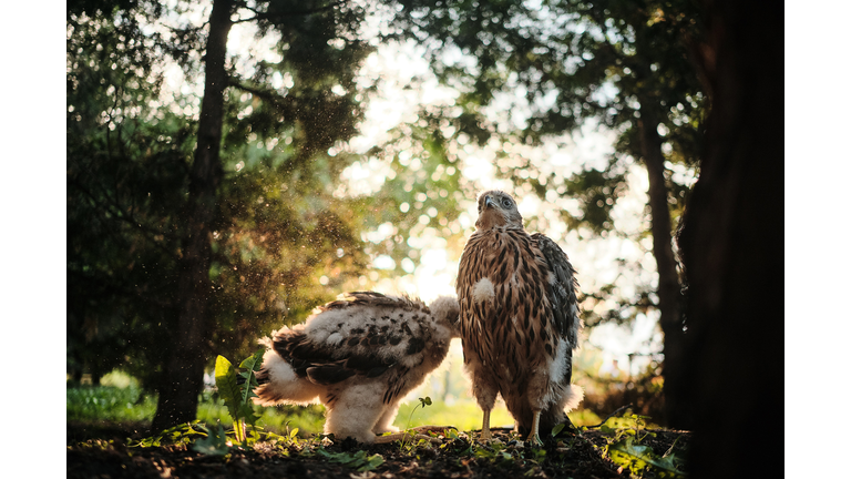 Baby Hawk