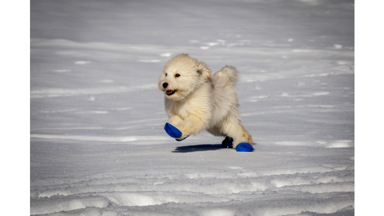An extremely cute baby golden doodle running around on snow. Wearing blue balloons to protect the feet against the cold snow.