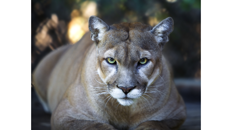 Florida Panther Stares Intensely at Camera Close Up