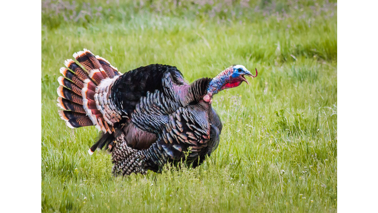Wild Turkey