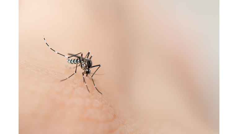 Close-Up Of Mosquito On Human Skin