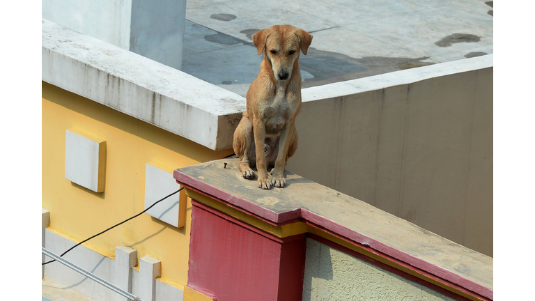 Lexingtons' Roof Dogs