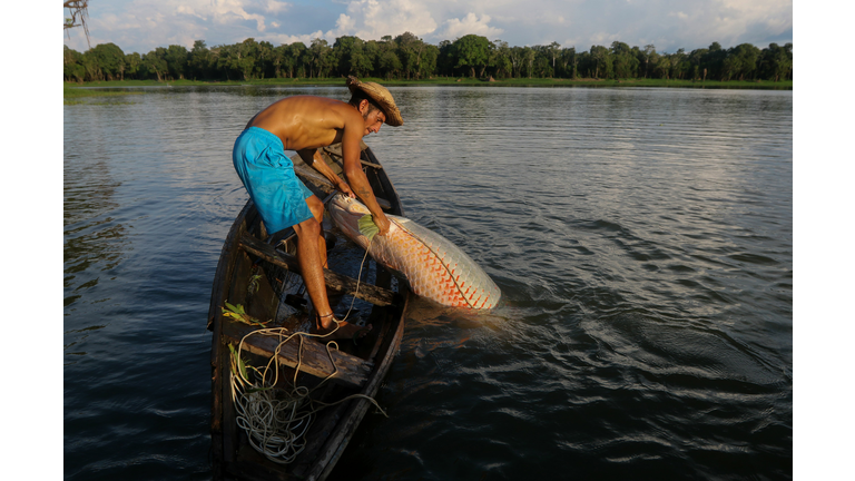 Arapaima 