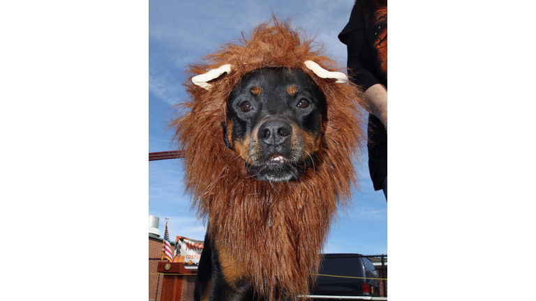 Barkfest Halloween Dog Costume Contest