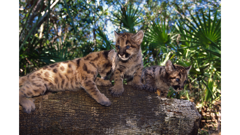 Endangered Florida Panthers