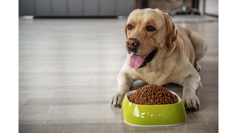 Glad labrador eating food on floor