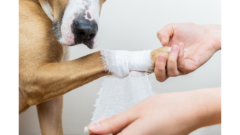 Medical treatment of pet concept: bandaging a dog's paw