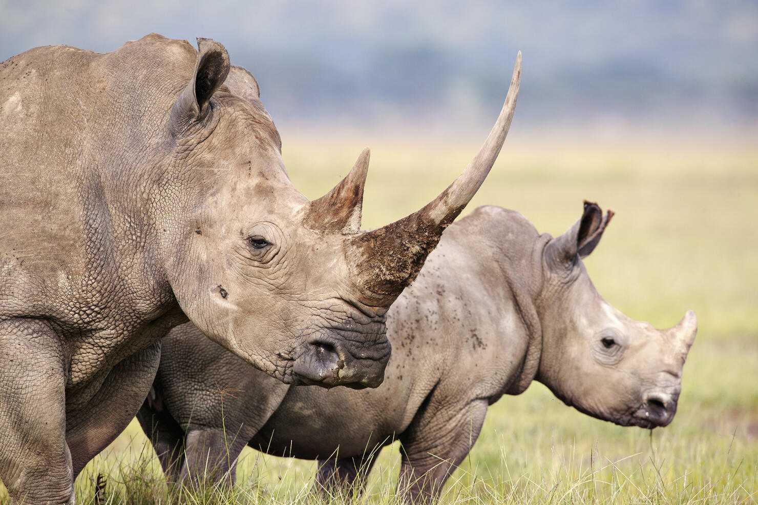 White Rhino.(Ceratotherium simum) Female and calf. Lake Nakuru National Park. Kenya