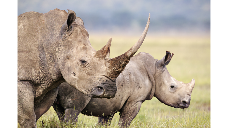 White Rhino.(Ceratotherium simum) Female and calf. Lake Nakuru National Park. Kenya