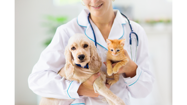 Vet with dog and cat. Puppy and kitten at doctor.