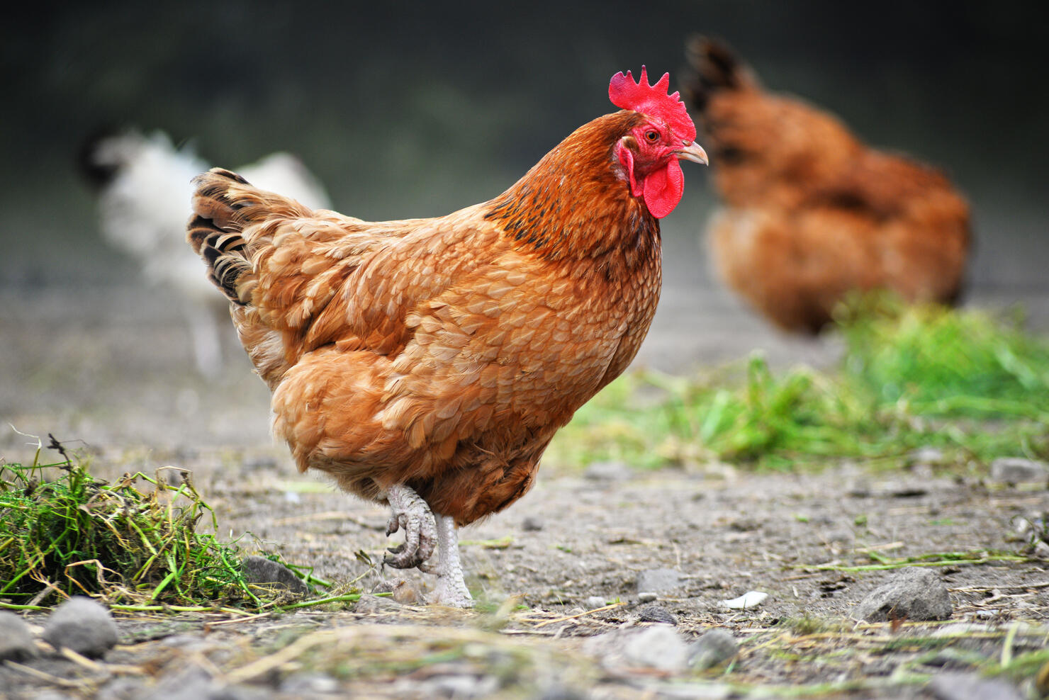 Chickens on traditional free range poultry farm