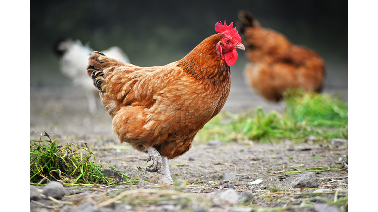 Chickens on traditional free range poultry farm