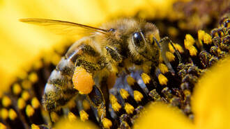 Pollen Could Cause Higher COVID-19 Infections, Study Says